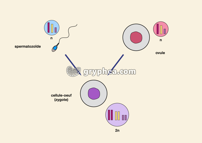 Bilan de la fécondation - bilan - infographie - gryphea.com